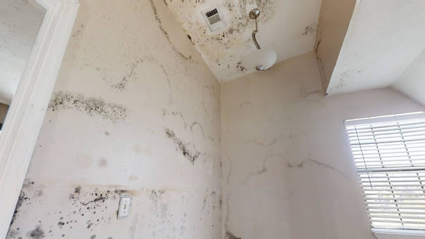 Best Black Mold Removal  in Picture Rocks, AZ