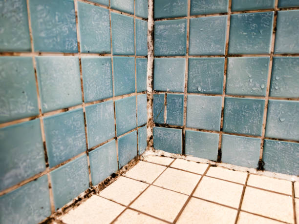  Picture Rocks, AZ Mold Removal Pros