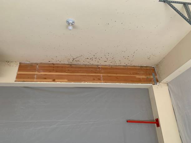 Best Mold-Related Health Consultation  in Picture Rocks, AZ