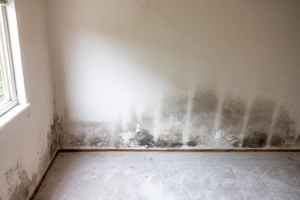 Best Mold Documentation for Insurance Claims  in Picture Rocks, AZ