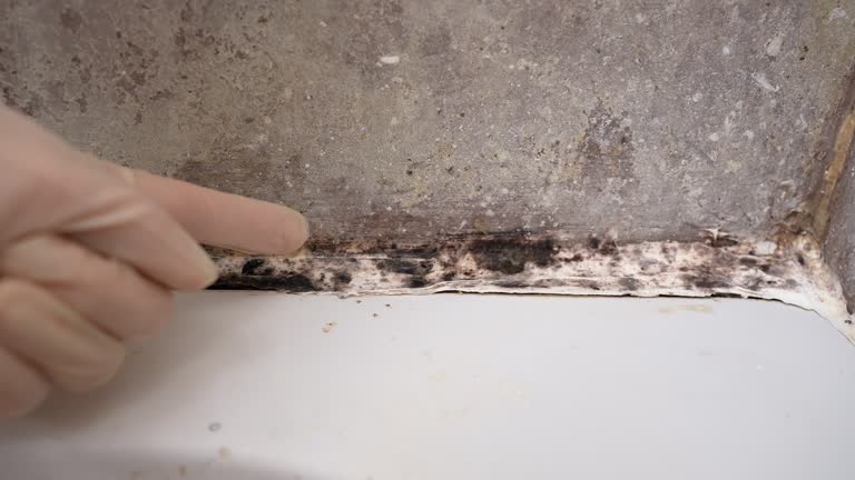 Best Comprehensive Air Testing for Mold Contaminants  in Picture Rocks, AZ